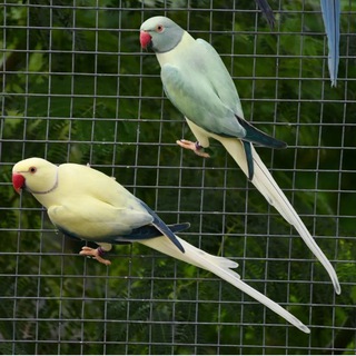 Telegram group profile photo for Royal_Ringneck | Mutations