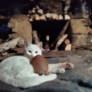 Telegram profile photo for Кот Кокос