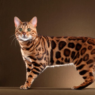 Telegram profile photo for Бенгальские котики🐯