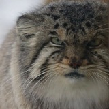 Telegram profile photo for Manul Edits
