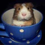 Telegram profile photo for Паприка