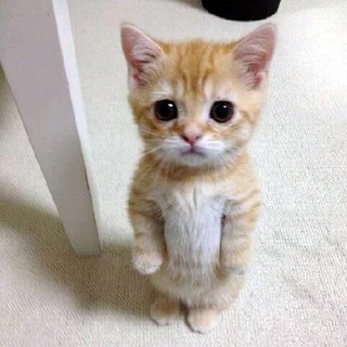 Telegram profile photo for ствикса