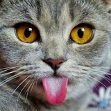 Telegram profile photo for Киски Чатик