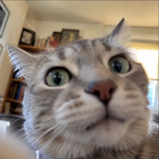 Telegram profile photo for КотоХаря 🐈