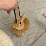 Telegram profile photo for bvkk🐰 щп ремиреми