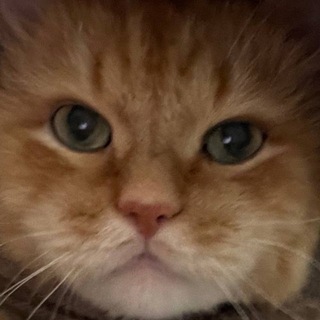 Telegram profile photo for Змеиное днище