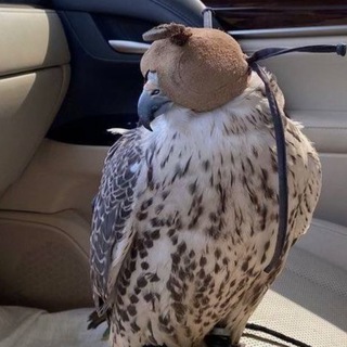 Telegram profile photo for كوزل