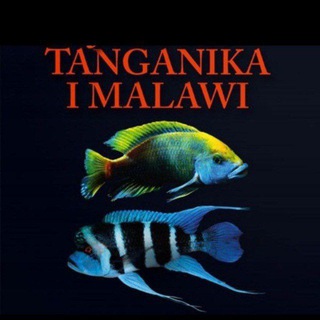 Telegram profile photo for AKVARIUM BALIQ SAVDOSI TANGANIKA MALAVIYA МИРНЫЙ ХИШНИК РАСТЕНИЕ.🤲