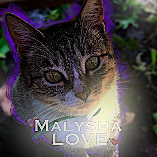 Telegram profile photo for 🌿🐈꧁𝓓𝓪𝓼𝓱𝓪 and 𝑀𝒶𝓁𝓎𝓈𝒽𝓀𝒶 ꧂ 🐈🌿