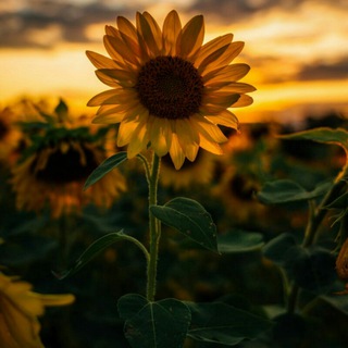 Telegram profile photo for Sunflower 🌻