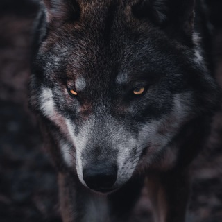 Telegram profile photo for OTC | WOLF