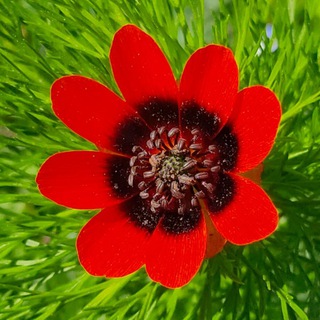 Telegram profile photo for Blütenreich's essbare Wildpflanzen, Permakultur, Waldgarten, Kräuterwanderungen