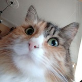 Telegram profile photo for ЁШКА в Telegram
