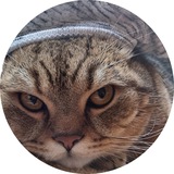 Telegram profile photo for MadCat.meme