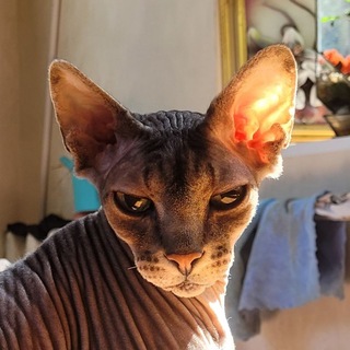 Telegram profile photo for панеры 🧋