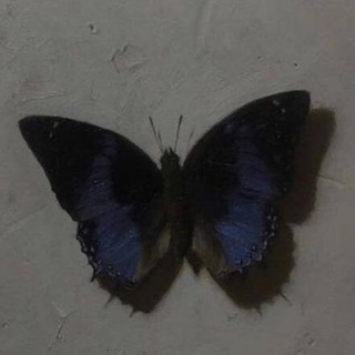 Telegram profile photo for silence