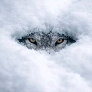 Telegram profile photo for ONE ALPHA