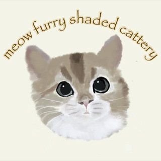 Telegram profile photo for Cat Singapore kitten SG Pet British short hair/ Ragdoll/ munchkin _Cattery_Channel