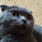 Telegram profile photo for Brouken | Вкусс