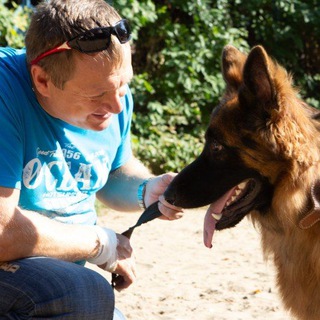 Telegram profile photo for Дрессировка собак в Самаре