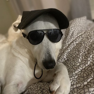 Telegram profile photo for $GRINGO PORTAL
