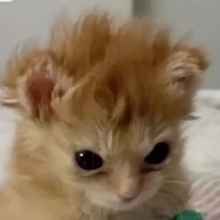 Telegram profile photo for Рыжий близнец