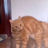 Telegram profile photo for Смяшные Картинки