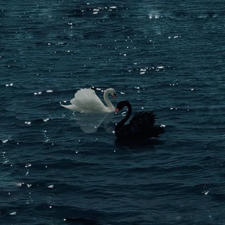 Telegram profile photo for رِواء🦢