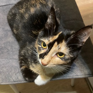 Telegram profile photo for коты