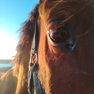 Telegram profile photo for 🐎LifeONhorseback🌷