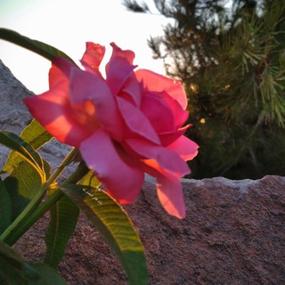 Telegram profile photo for ذاتُ أَثَر ✿"