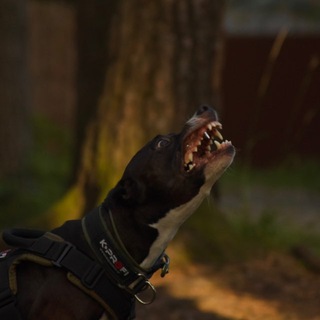 Telegram profile photo for Pupping Pit