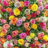 Telegram profile photo for بانک لطیفه
