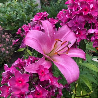 Telegram profile photo for 🌺Простые секреты флоксов и лилий🌺