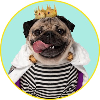 Telegram profile photo for $DOUG the Pug Portal