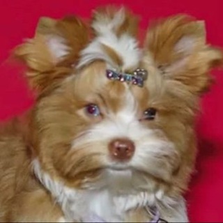Telegram profile photo for Holy Ravioli Divel Qree 18888+ππΊπ¦π¦π³π±π¦
πͺΊ