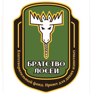 Telegram profile photo for 🫎 Братство лосей 🫎