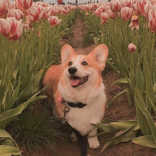 Telegram profile photo for Хвостики 🧡
