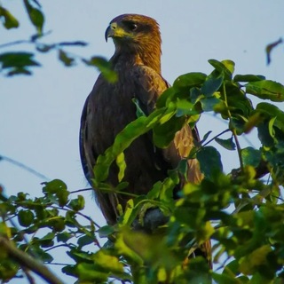 Telegram profile photo for صوت الظلال🦅 بارقة أمل
