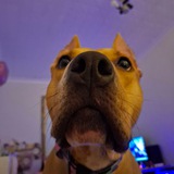 Telegram profile photo for Собачьи будни Черри и Майерса🐶