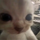 Telegram profile photo for la souris