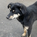 Telegram profile photo for Биржа заказчиков от гав 🐶
