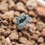 Telegram profile photo for Mimamu_plants