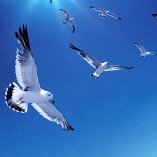 Telegram profile photo for روان شناسی شادزیستن