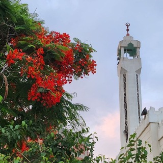 Telegram profile photo for تلاوات مسجد المدينة الجامعية