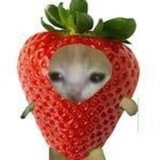 Telegram profile photo for workplace dai