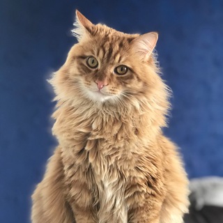 Telegram profile photo for Луковый кот от всех невзгод, Том и Бася 🐾