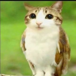 Telegram profile photo for Нубик