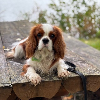 Telegram profile photo for ⊹ к͛а͛zик мартини. ᵎᵎ