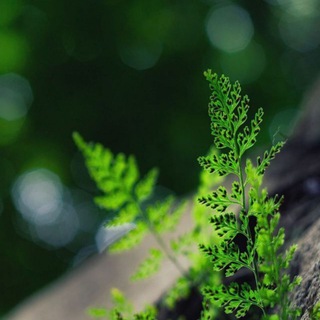 Telegram profile photo for Жизнь без химии — это просто🌿